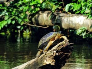 Khursapar Zone – The Compact Wildlife Haven of Pench