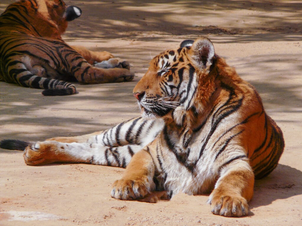 a beautiful big tiger is resting and walking around the zoo