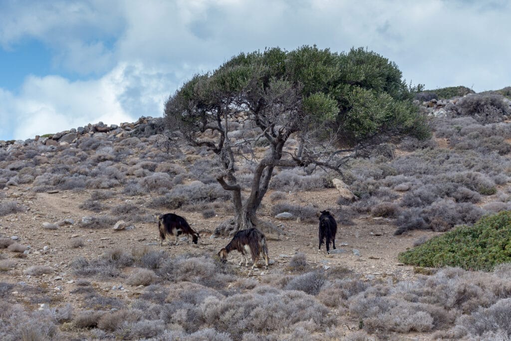 Kundal Zone β The Hidden Gem of Ranthambore National Park Global Safari Experts