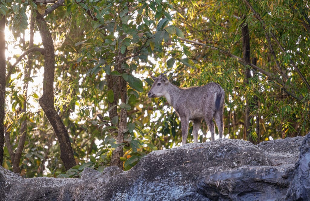 Rukhad Zone β The Untamed Wilderness of Pench