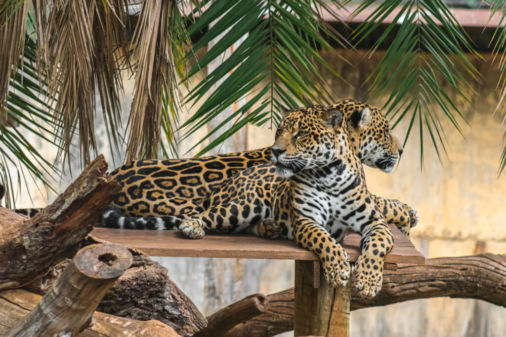 Turia Zone β The Heart of Pench Tiger Reserve