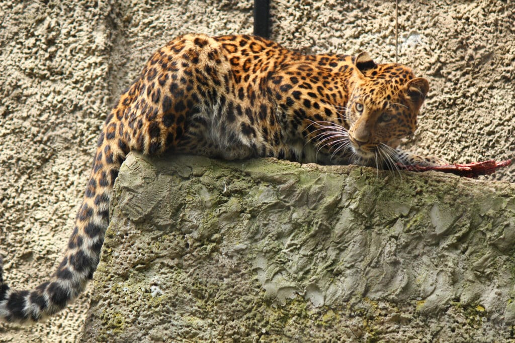 Sillari Zone β The Scenic Gateway to Pench Tiger Reserve