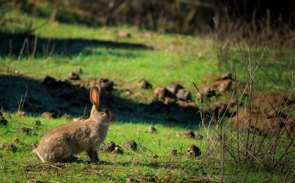 Lakkad Da Zone β A Hidden Gem of Ranthambore National Park Global Safari Experts