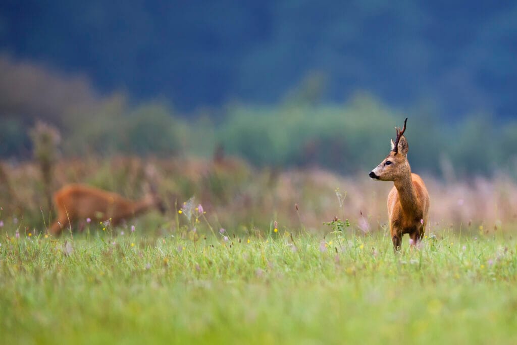 Phalodi Zone β The Hidden Gem of Ranthambore Global Safari Experts