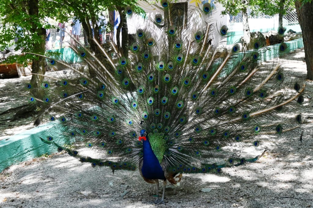 Singhdwar Zone β The Gateway to Ranthamboreβs Wild Beauty Global Safari Experts