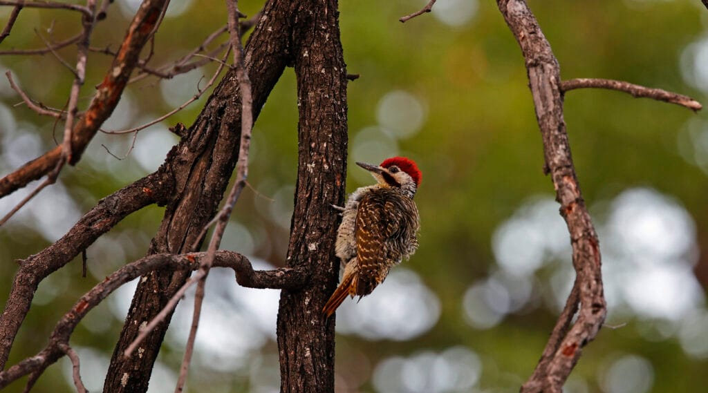 Bijrani Zone – The Thrilling Safari Experience in Jim Corbett National Park Global Safari Experts